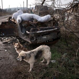 rabies-ukraine-journey-from-crisis-to-control12-abela-ridder-b.tmb-md